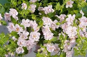 Bacopa scopia 'Double Pink' 1.3L Bacopa scopia 'Double Pink' 1.3L