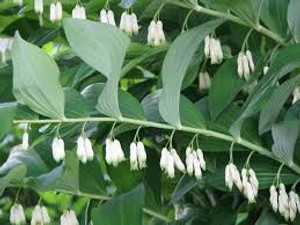 Polygonatum multiflorum 1.9L Polygonatum multiflorum 1.9L