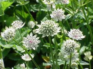 Astrantia major 1.5L Astrantia major 1.5L