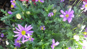 Brachyscome 'Brasco Violet' 1.5L Brachyscome 'Brasco Violet' 1.5L