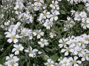 Cerastium 'Snow In Summer' 12cm
