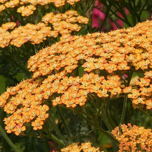 Achillea 'Terracotta' 2L Achillea 'Terracotta' 2L