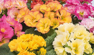 Primula 'F1 Elodie Mix' 12cm