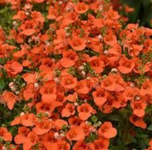 Diascia 'Orange' 2.5L