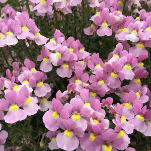 Nemesia 'Aromance Pink' 2.5L Nemesia 'Aromance Pink' 2.5L