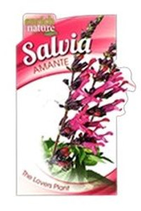 Salvia 'Amante' 2L