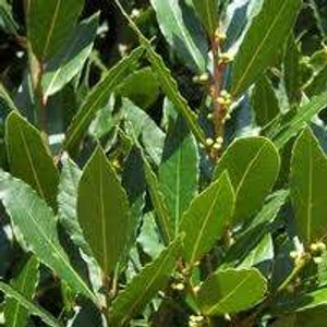 Laurus nobilis 3L (54839) 3L