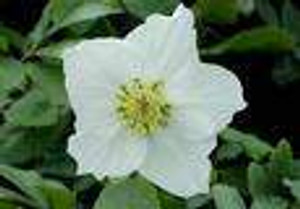 Helleborus niger 'White Magic' 1L Helleborus niger 'White Magic' 1L