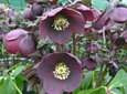 Helleborus o 'Dark Hybrid' 1L