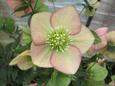 Helleborus orientalis 'Apricot 1L