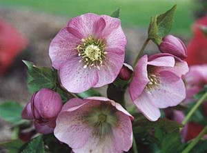 Helleborus o 'Pink Hybrid' 1L
