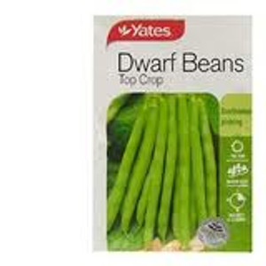 Yts Beans Dwarf Topcrop - 1