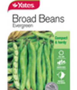 Yts Beans Broad Evergreen - 1 Yts Beans Broad Evergreen - 1