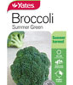Yts Broccoli Summer Green - 2