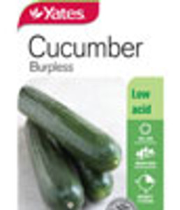Yts Cucumber Burpless - 2