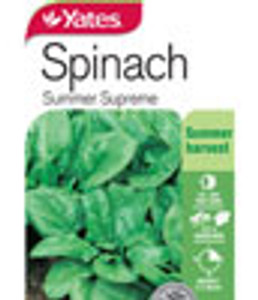 Yts Spinach Summer Supreme - 1