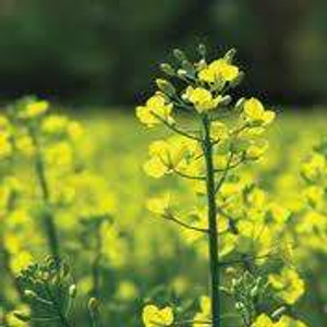 Mustard 500g Mustard 500g