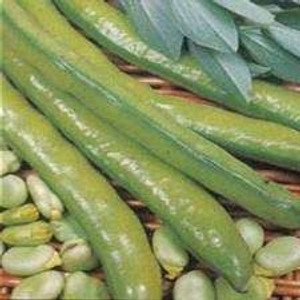 Broad Beans Early Long Pod 500