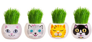 Adopt A Kitten Grass Head Adopt A Kitten Grass Head