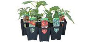 Vegetable Black 7cm Pot Mini 7cm Vegetable Black 7cm Pot Mini 7cm