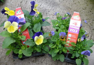 Easy 4 Colourpax - Annuals Easy 4 Colourpax - Annuals