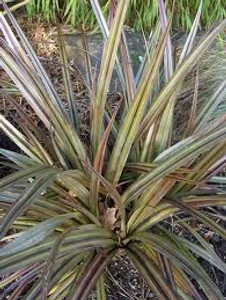 Astelia nervosa 'Westland' 2L Astelia nervosa 'Westland' 2L