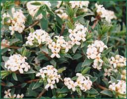 Pimelea 'Silver Ghost' 2.5L
