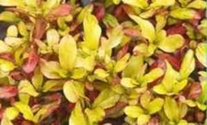Coprosma 'Golden Glow' 2L