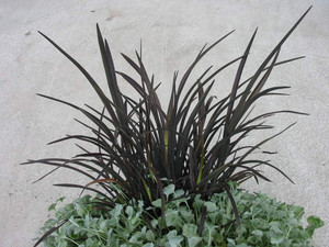 Phormium 'Black Magic' 2L
