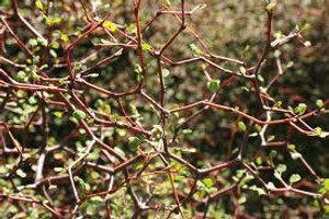 Muehlenbeckia astonii 2.5L