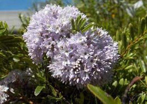 Hebe diosmifolia 2.5L Hebe diosmifolia 2.5L