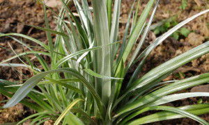 Astelia banksii 2L Astelia banksii 2L