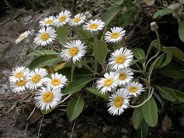 Pachystegia insignis 3L