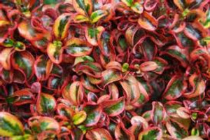 Coprosma 'Inferno' 2.5L Coprosma 'Inferno' 2.5L