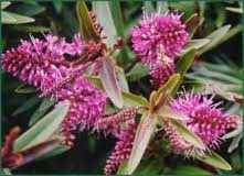 Hebe 'Mary Antoinette' 2.5L