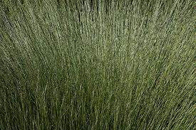 Leptocarpus similis 2L