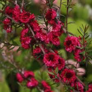 Leptospermum 'Red Damask' 2.5L Leptospermum 'Red Damask' 2.5L