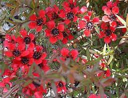 Leptospermum 'Red Ensign' 2.5L