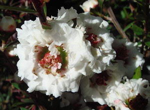 Leptospermum 'Snow Flurry' 2.5L