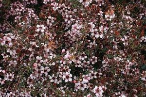 Leptospermum nanum 'Tui' 2.5L Leptospermum nanum 'Tui' 2.5L