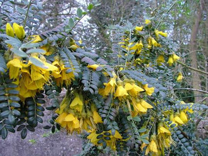 Sophora macrocarpa 'Sun King' 3.3L