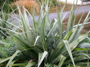 Astelia 'Silver Spear' 3L