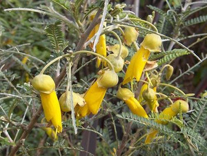 Sophora 'Dragons Gold' 2.5L (61282) 2.5L