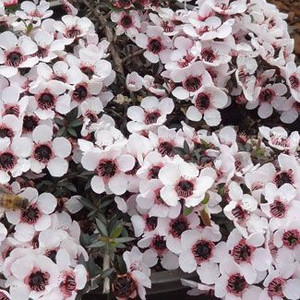 Leptospermum 'Blushing Star' 2.5L Leptospermum 'Blushing Star' 2.5L