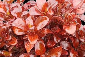 Coprosma 'Paradise Punch' 2.5L