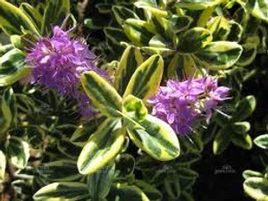 Hebe 'Waireka' 2.5L (76216) 2.5L