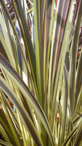 Cordyline 'Electric Flash' 2.5L