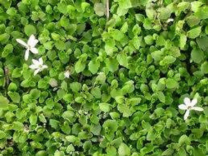 Pratia angulata 12.5cm