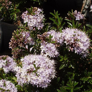 Hebe diosmifolia 'Mauve' 1.9L Hebe diosmifolia 'Mauve' 1.9L