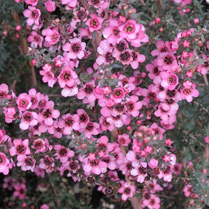 Leptospermum 'Wiri Shelley' 2.5L